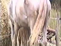 Long-haired farmer pounds his own stallion from behind